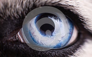 Macro photo of blue eye Siberian Husky dog. Close up blue eye