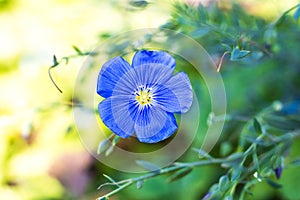 Macro photo of a blue field flower