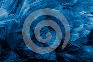 Macro photo of blue hen feathers. background or textura