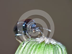Blue mint beetle - Macro Shot