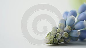 Macro photo of blue Muscari plant on a white background.Beautiful spring mouse hyacinth