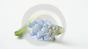 Macro photo of blue Muscari plant on a white background.Beautiful spring mouse hyacinth