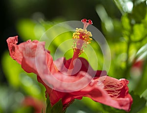 Macro photo with blur of a red hibiscus