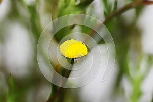 Macro photo of a brass button flower, Cotula coronopifolia