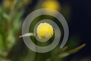 Macro photo of a brass button flower, Cotula coronopifolia