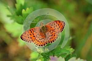 Brenthis ino , The Lesser marbled fritillary butterfly photo