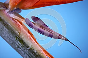 Macro photo of bright petals of strelitzia on a blue background.