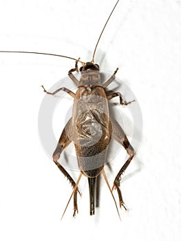 Macro Photo of Brown Cricket on White Floor