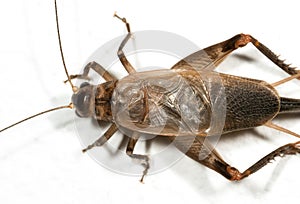 Macro Photo of Brown Cricket on White Floor