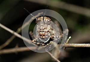 Macro Photo of Brown Grasshopper Camouflage on Twig