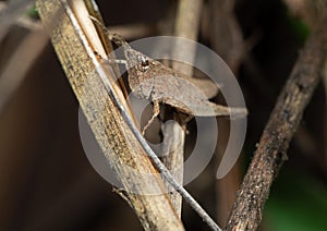 Macro Photo of Brown Grasshopper Camouflage on Twig, Selective Focus