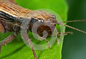 Macro Photo of Brown Grasshopper on Green Leaf