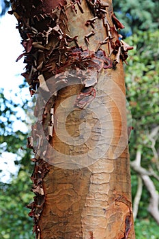 Macro Photo of the Brown, Peeling Bark of a Paperbark Maple Tree Trunk