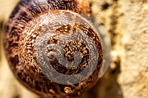 Brown snail shell on a white stone wall