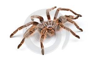 Macro photo of brown spider`s molt