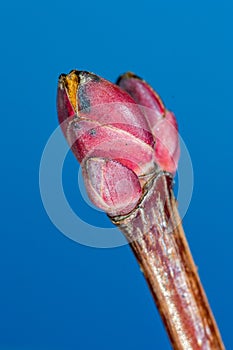 Macro photo of buds of Acer platanoides Deborah