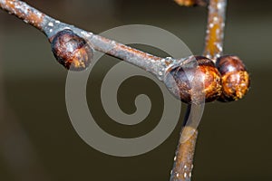 Macro photo of buds of Ulmus glabra Camperdownii. Detail of wych elm or Scots elm photo