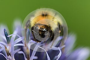 Macro photo of bumblebee in blue flower showing details of face eyes and ocelli