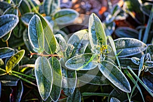 Macro photo. Bush with bright green leaves covered with frost.