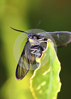 Macro photo of a butterfly close-up