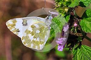Macro photo of a butterfly close-up. A butterfly sits on a flower. The moth sits on a flower and drinks nectar. A photo of a moth