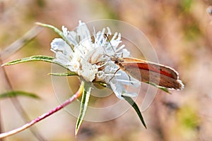 Macro photo of a butterfly close-up. A butterfly sits on a flower. The moth sits on a flower and drinks nectar. A photo of a moth