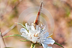 Macro photo of a butterfly close-up. A butterfly sits on a flower. The moth sits on a flower and drinks nectar. A photo of a moth