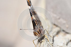 Macro photo of butterfly face with proboscis and whisk antennae