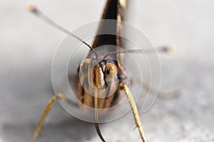 Macro photo of butterfly face with proboscis and whisk antennae