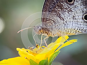 Macro photo of a butterfly sucking honey on a flower