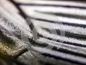 Macro photo of a butterfly wing