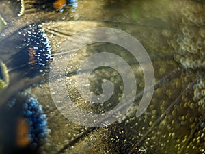 Macro photo of a butterfly wing