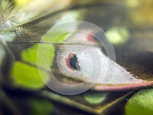 Macro photo of a butterfly wing