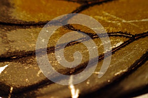 Macro photo of a butterfly wing