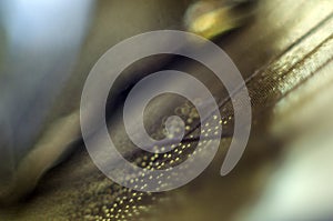 Macro photo of a butterfly wing