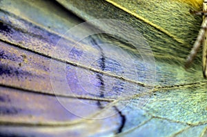 Macro photo of a butterfly wing