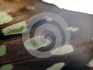 Macro photo of a butterfly wing