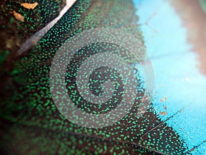 Macro photo of a butterfly wing