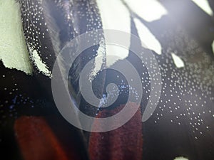 Macro photo of a butterfly wing