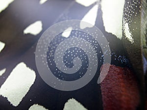 Macro photo of a butterfly wing