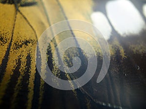 Macro photo of a butterfly wing