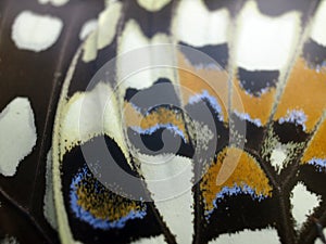 Macro photo of a butterfly wing