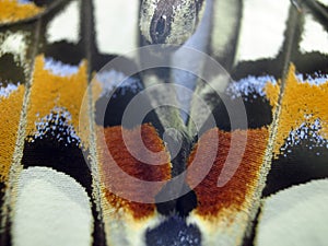 Macro photo of a butterfly wing