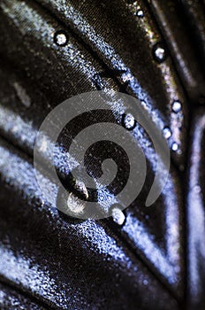 Macro photo of a butterfly wing