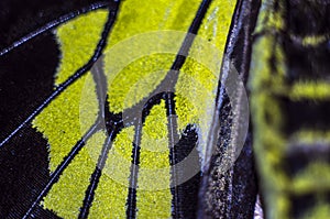 Macro photo of a butterfly wing