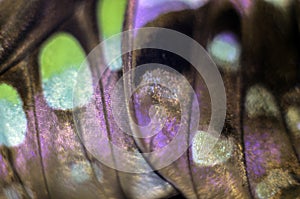 Macro photo of a butterfly wing