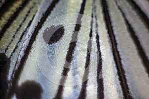 Macro photo of a butterfly wing