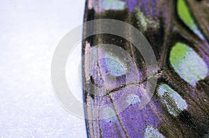 Macro photo of a butterfly wing