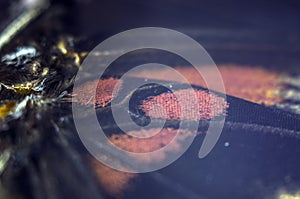 Macro photo of a butterfly wing