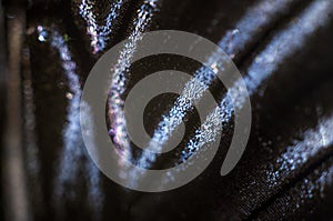 Macro photo of a butterfly wing